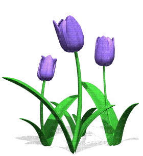 kinoto. animado. tulipanes - 無料のアニメーション GIF