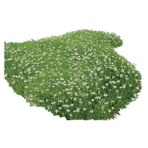 patch of daisies - nemokama png