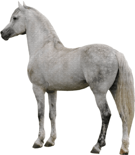 häst-----horse - png ฟรี