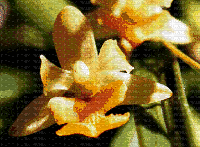 orchids - Gratis geanimeerde GIF