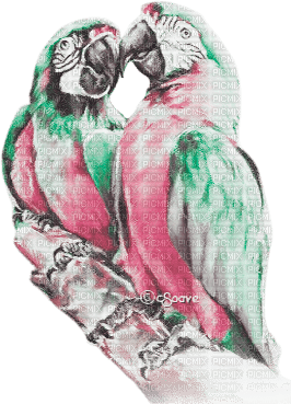 soave deco summer bird branch tropical parrot - 無料png
