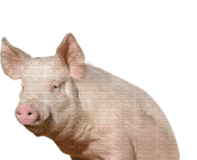 Kaz_Creations Pig - png gratuito