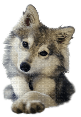 Kaz_Creations Dogs Dog Pup 🐶 - zdarma png