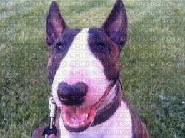 Bull-terrier - δωρεάν png
