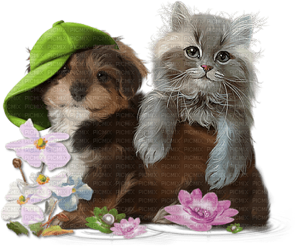 Chien & chat - png gratuito