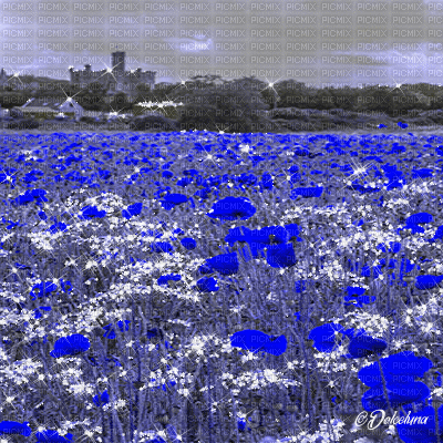 dolceluna poppy poppies field animated background - Gratis animeret GIF