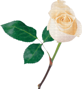 Kaz_Creations Deco Flowers Roses Flower - zadarmo png