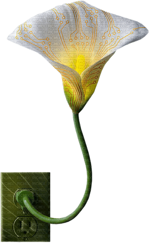 calla flower 2 - δωρεάν png