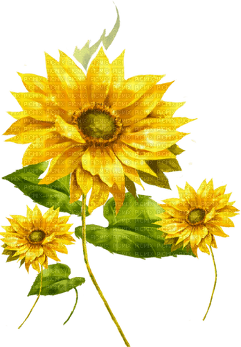 Flowers.Yellow - 免费PNG