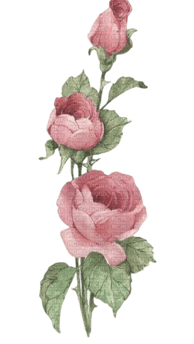 roses vintage - darmowe png