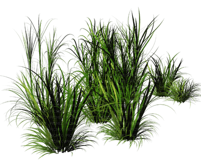 трава - kostenlos png