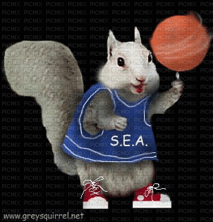 Squirrel bp - GIF animado gratis