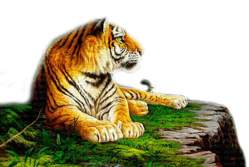 Y.A.M._Animals tiger - nemokama png