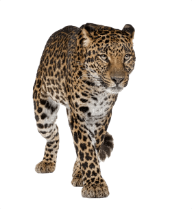 Kaz_Creations Leopard - besplatni png