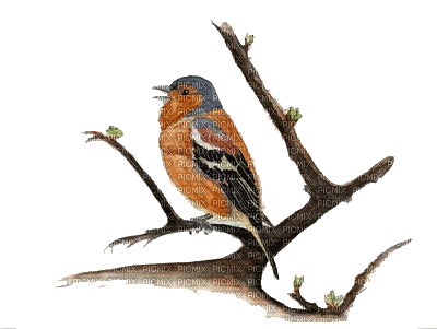 Bird.Oiseau.Branche.branch.Victoriabea - Bezmaksas animēts GIF