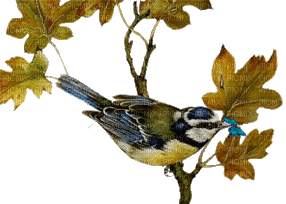 oiseaux - Ücretsiz animasyonlu GIF