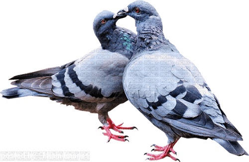 pigeons - 無料png