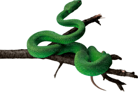 Kaz_Creations Snake - bezmaksas png