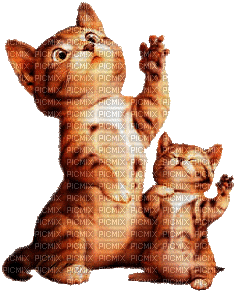 coucou les chats - GIF animate gratis