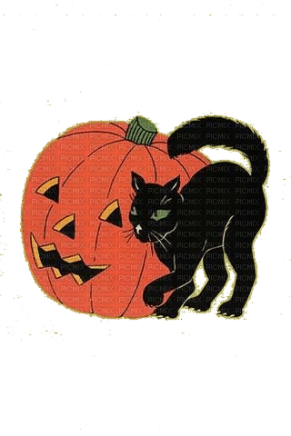 Halloween, Katze, Pumpkin, cat - nemokama png
