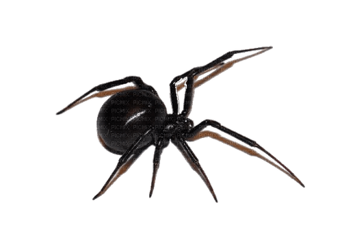 awesome spider - бесплатно png