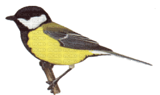 oiseaux - Бесплатни анимирани ГИФ