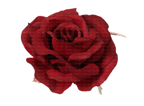 Rose Rouge Fleur:) - ingyenes png