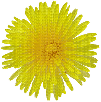 Flowers yellow bp - png grátis