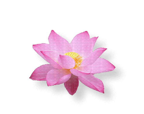 Lotus - darmowe png