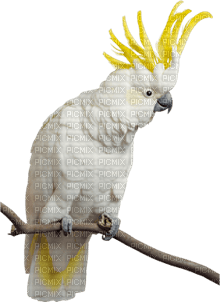 Cockatoo bp - PNG gratuit