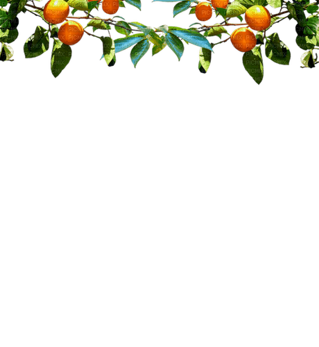 Fruits - PNG gratuit