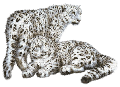 snow leopard - Free PNG