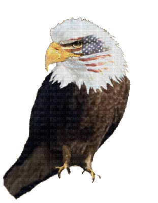 Eagle w Flag 700 - Free animated GIF