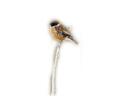 oiseau bird - darmowe png