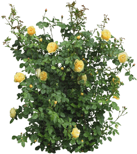 yellow roses tube - фрее пнг