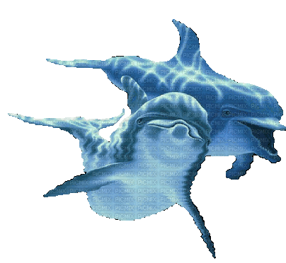 Дельфин - GIF animate gratis