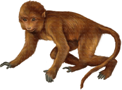Kaz_Creations Animals Monkey - png ฟรี