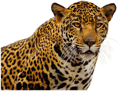 leopardo - фрее пнг