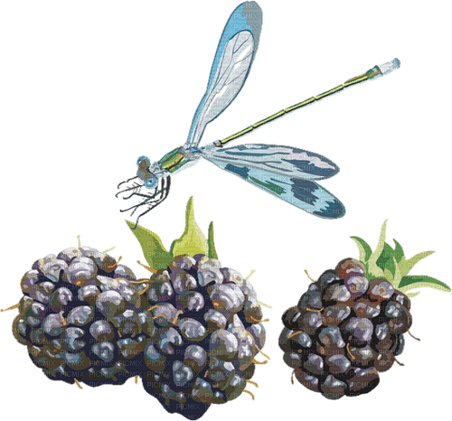 blackberries Bb2 - δωρεάν png