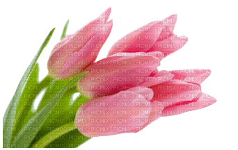 Flower Tulips - PNG gratuit