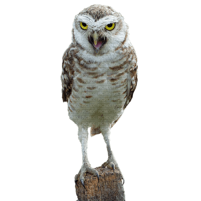 Kaz_Creations  Birds Bird Owl - 免费PNG