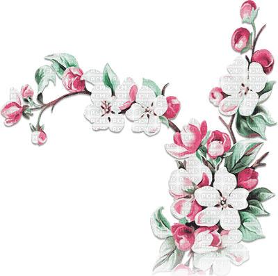 soave deco branch spring flowers fruit apple pink - безплатен png
