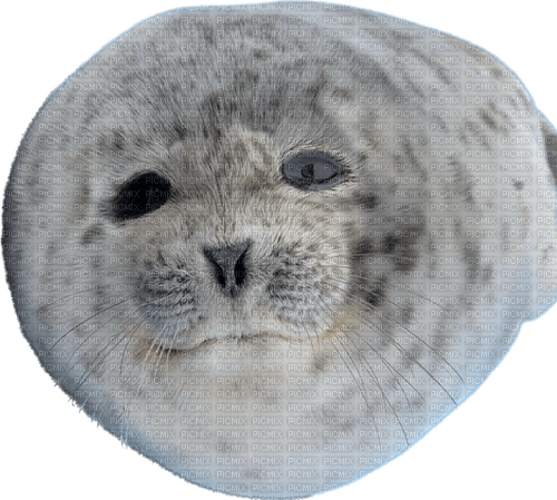 Ponsuke seal sea lion - zdarma png