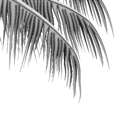 soave deco summer palm border animated black white - 無料のアニメーション GIF
