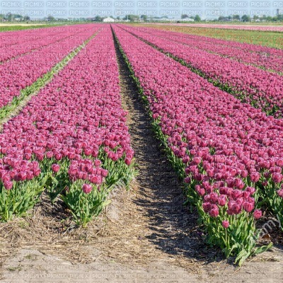 Pink Flowery Field - 無料png
