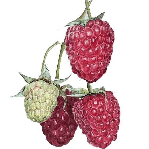 raspberries  Bb2 - png grátis