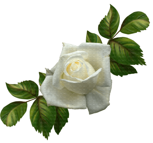 white rose - zdarma png