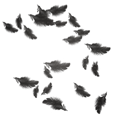 black feather - png grátis