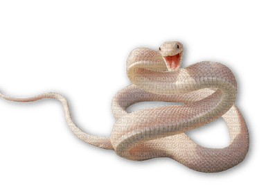 Kaz_Creations Snakes Snake - zadarmo png