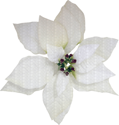 Fleur.Winter.Flower.Noël.Victoriabea - nemokama png